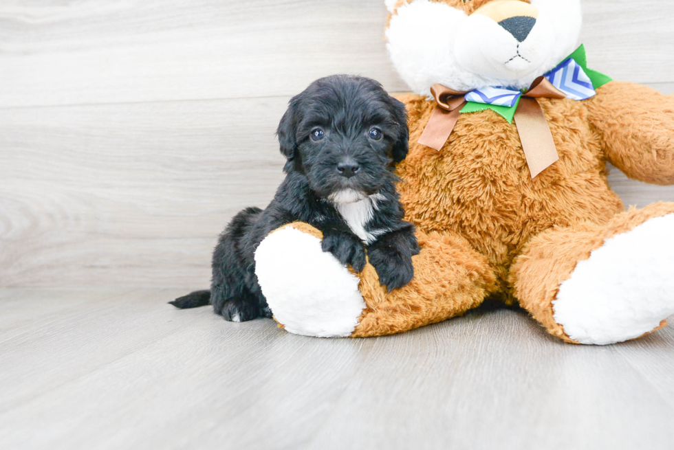 Mini Sheepadoodle Puppy for Adoption