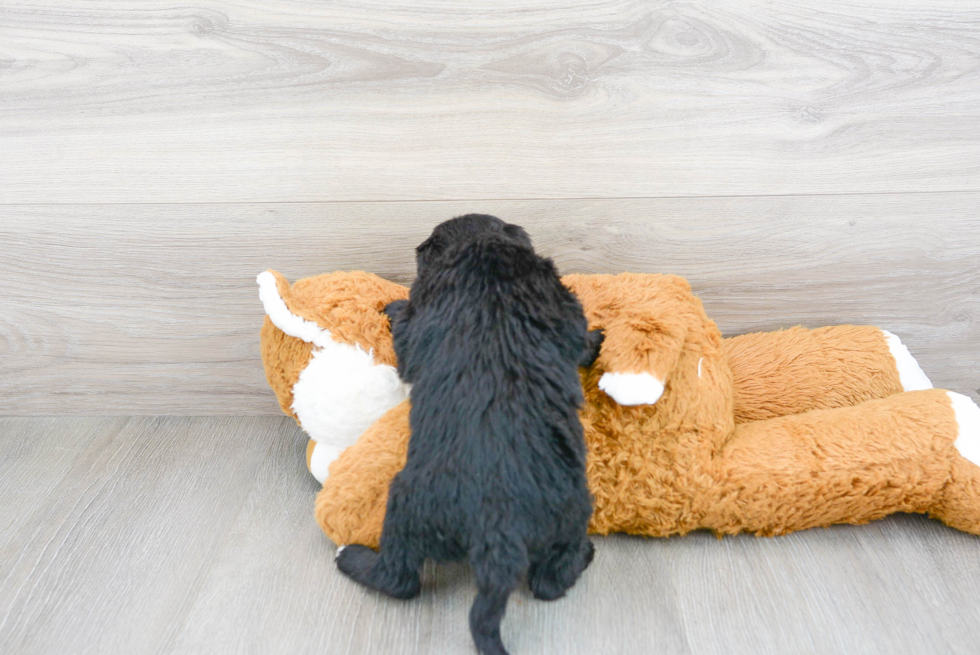 Playful Sheep Dog Poodle Mix Puppy