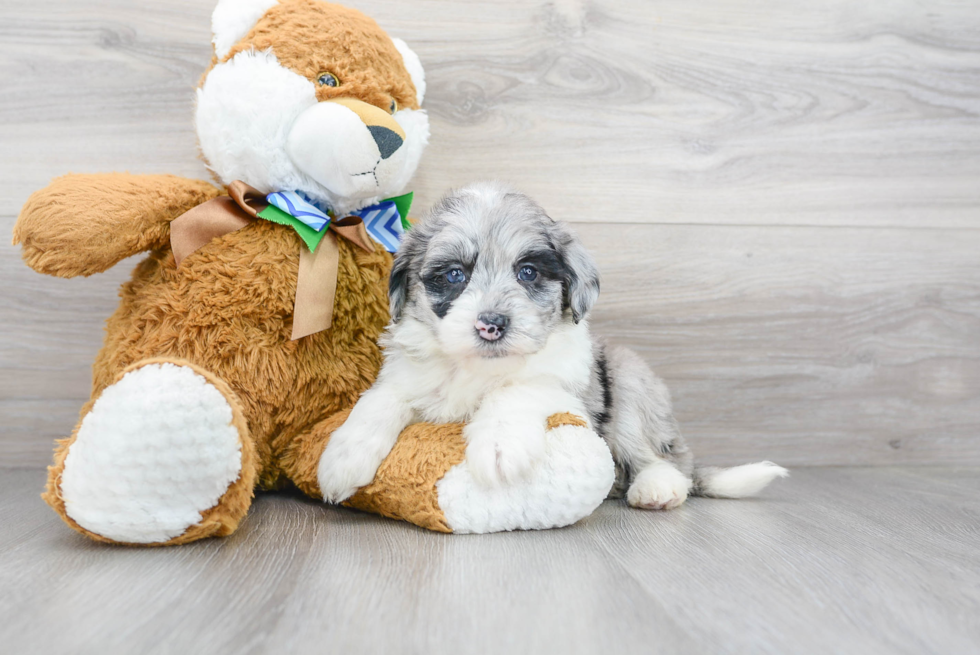 Best Mini Sheepadoodle Baby