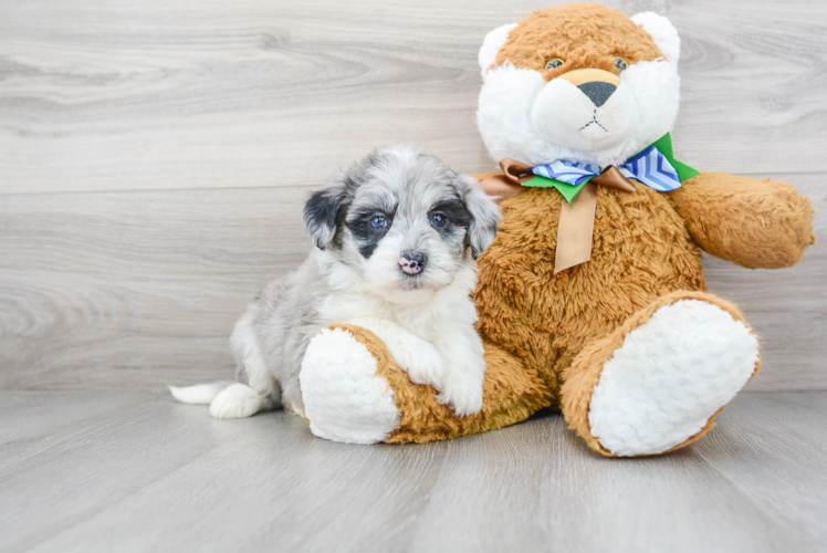 Mini Sheepadoodle Puppy for Adoption