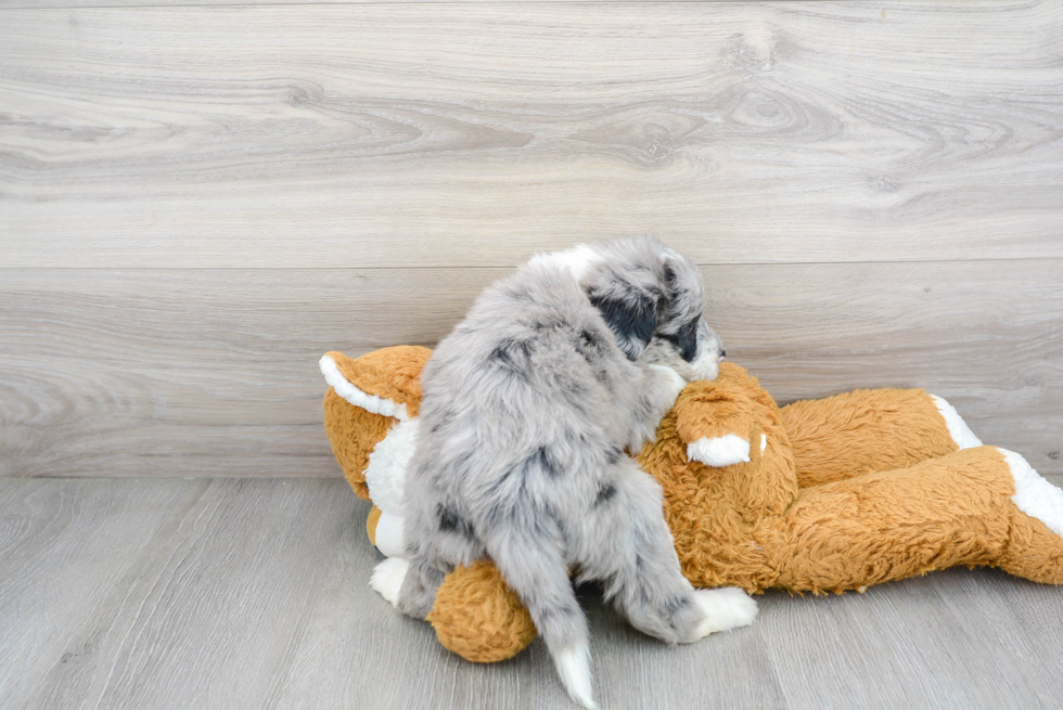 Sweet Mini Sheepadoodle Baby