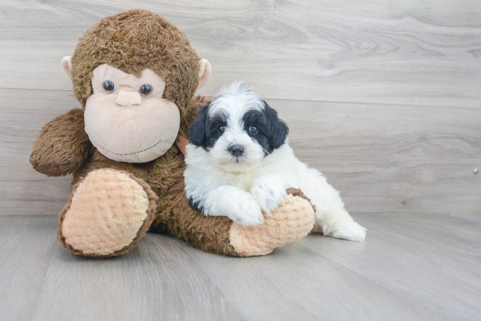 Happy Mini Sheepadoodle Baby