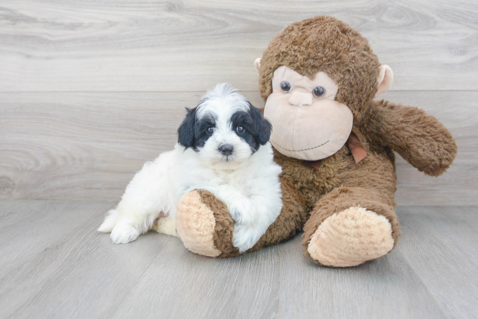 Best Mini Sheepadoodle Baby