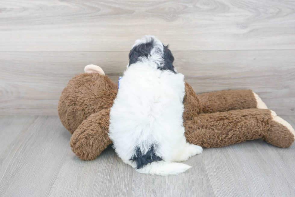 Mini Sheepadoodle Pup Being Cute