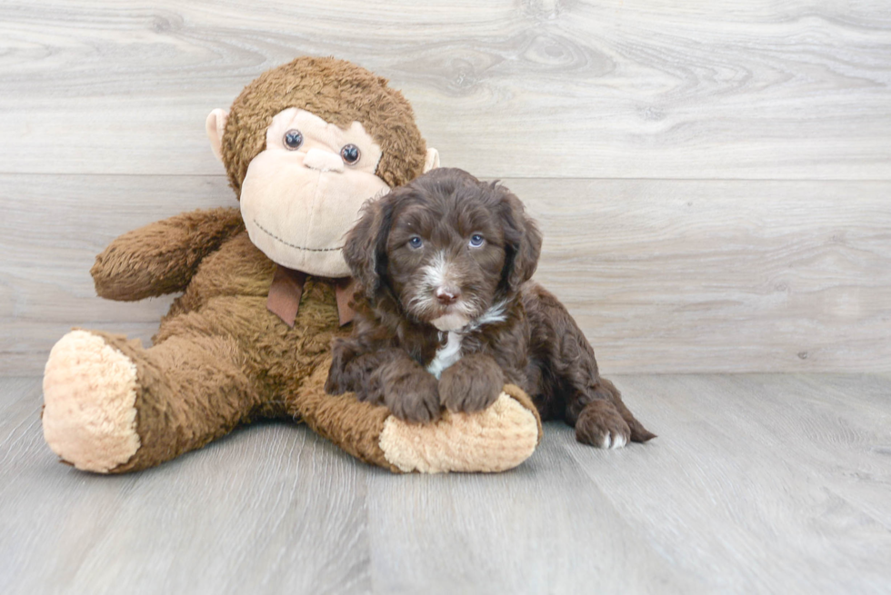 Cute Mini Sheepadoodle Baby