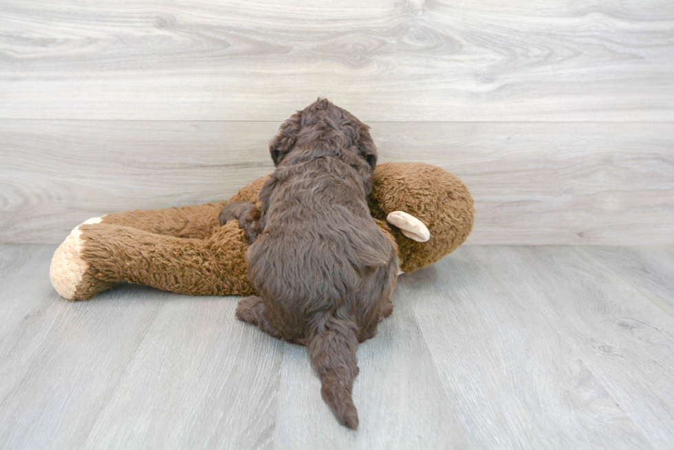 Playful Sheep Dog Poodle Mix Puppy