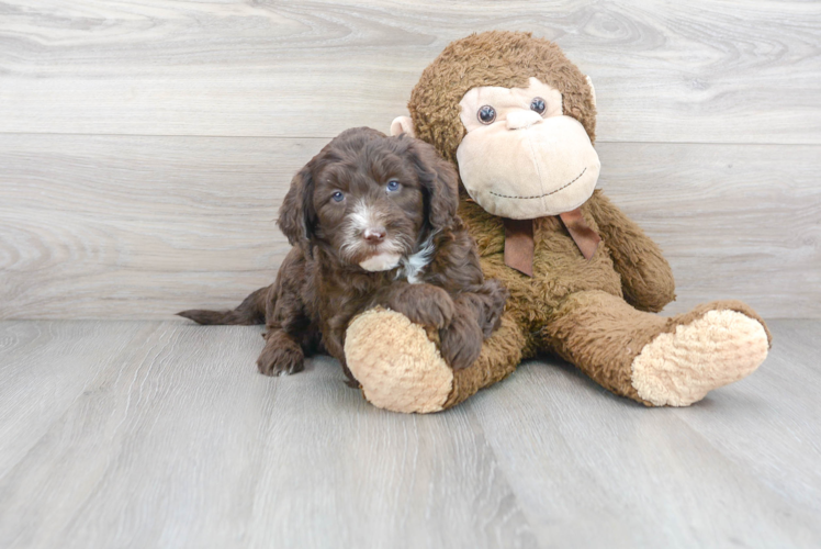 Playful Sheep Dog Poodle Mix Puppy