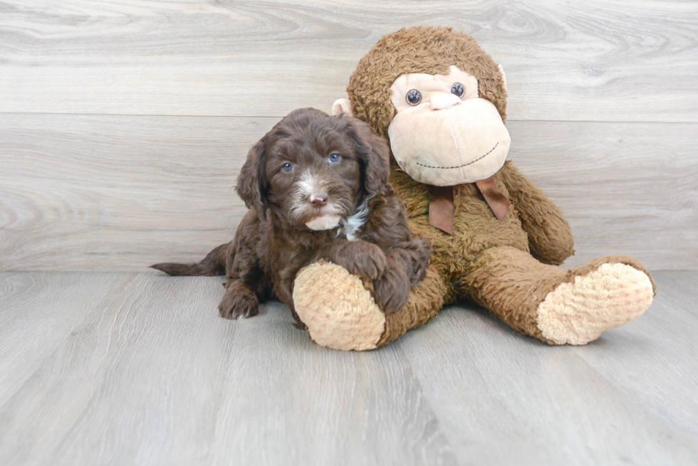 Playful Sheep Dog Poodle Mix Puppy