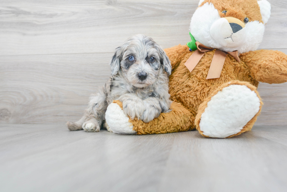 Cute Mini Sheepadoodle Baby