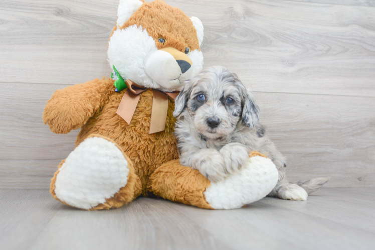 Cute Mini Sheepadoodle Baby