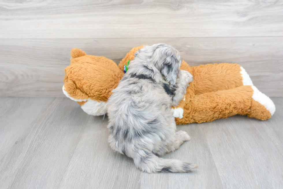 Cute Mini Sheepadoodle Baby