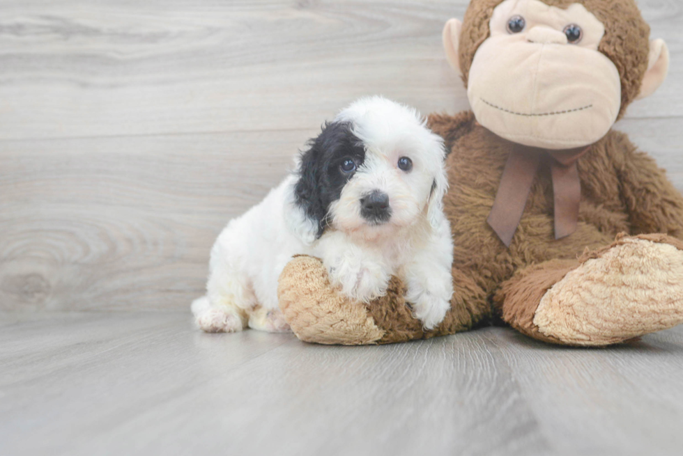 Mini Sheepadoodle Puppy for Adoption