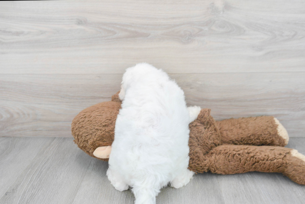 Best Mini Sheepadoodle Baby