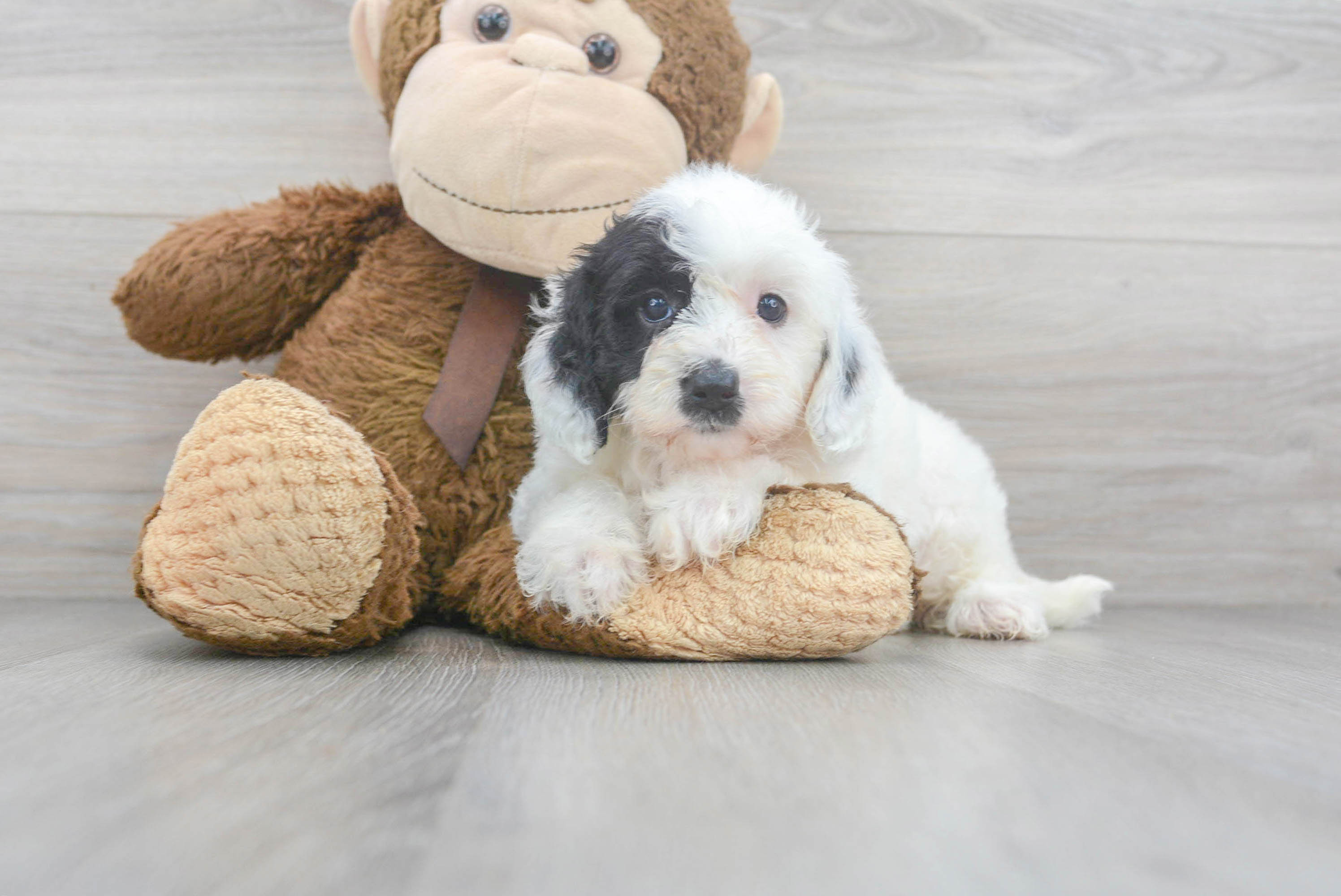 Mini Sheepadoodle Pup Being Cute