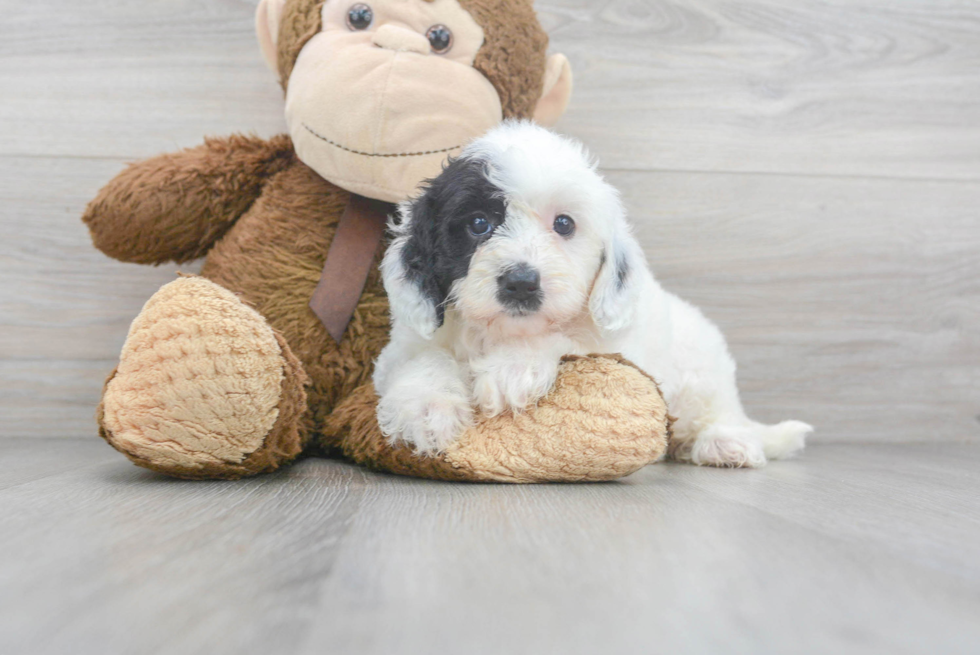 Mini Sheepadoodle Pup Being Cute