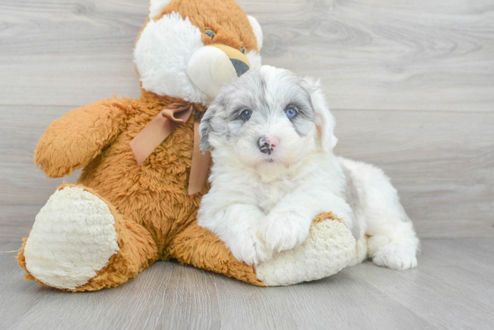 Smart Mini Sheepadoodle Poodle Mix Pup