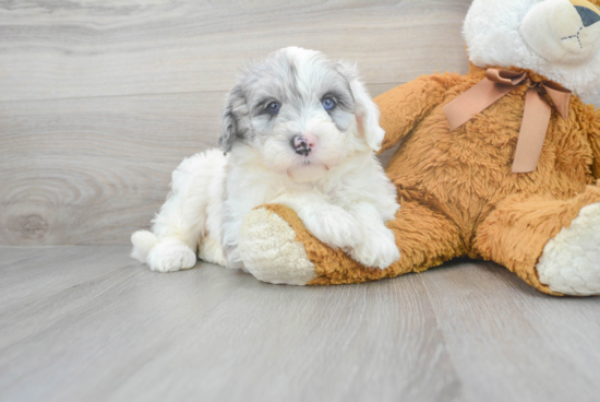 Mini Sheepadoodle Puppy for Adoption