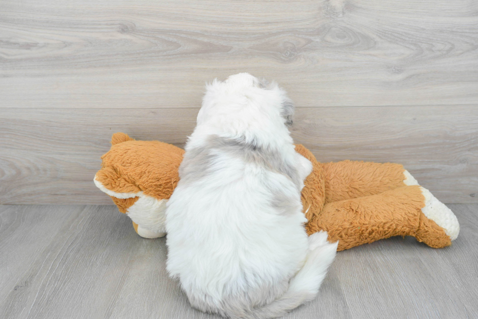 Petite Mini Sheepadoodle Poodle Mix Pup