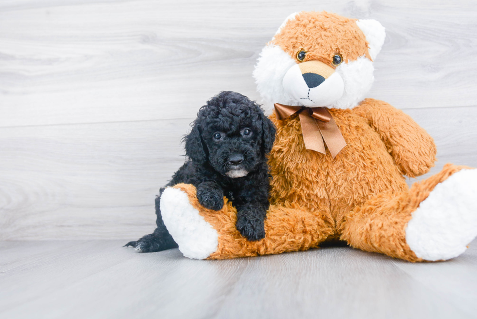 Best Mini Sheepadoodle Baby