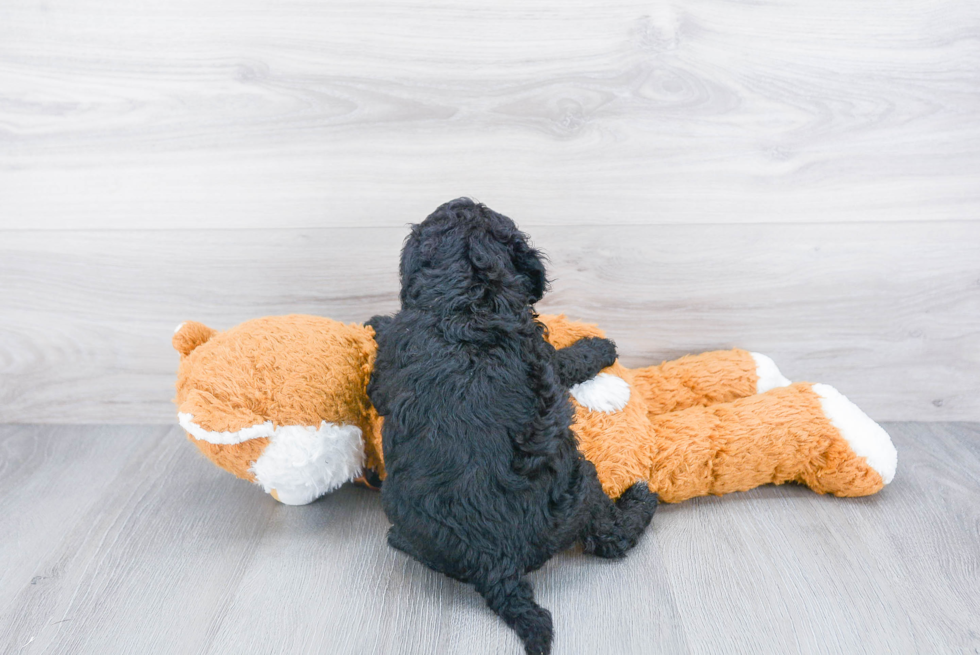 Best Mini Sheepadoodle Baby