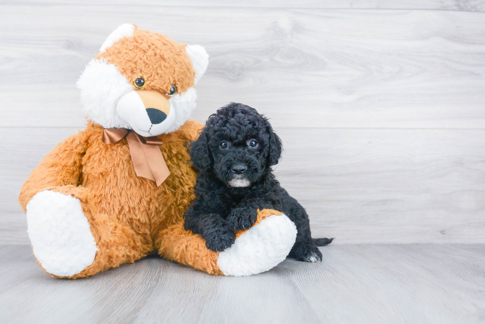 Mini Sheepadoodle Puppy for Adoption