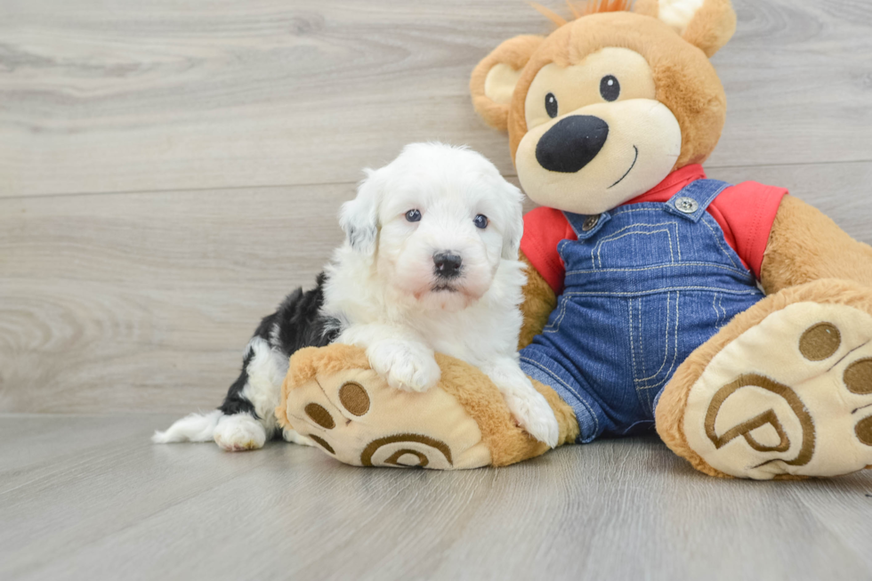 Sweet Mini Sheepadoodle Baby