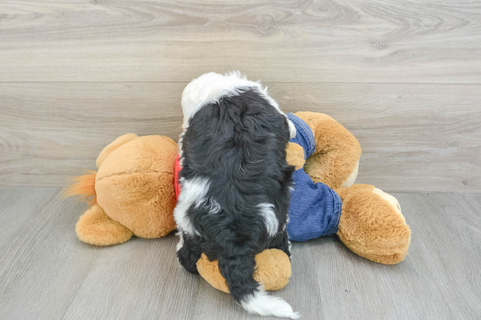 Petite Mini Sheepadoodle Poodle Mix Pup