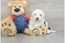 Cute Mini Sheepadoodle Baby