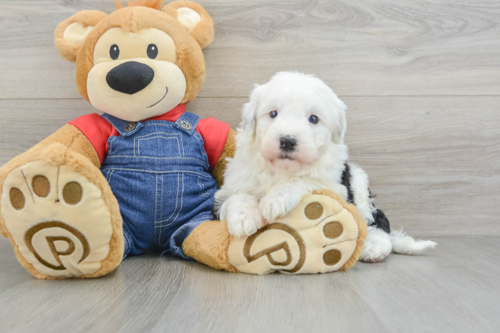 Cute Mini Sheepadoodle Baby