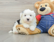 5 week old Mini Sheepadoodle Puppy For Sale - Premier Pups