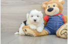 Fluffy Mini Sheepadoodle Poodle Mix Pup