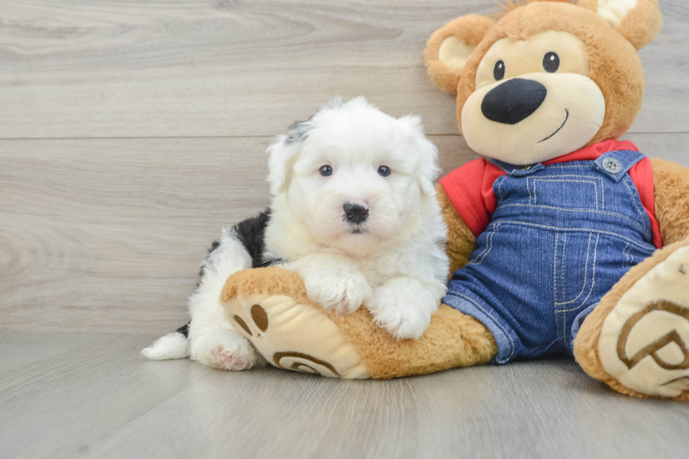 Fluffy Mini Sheepadoodle Poodle Mix Pup