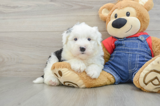 Fluffy Mini Sheepadoodle Poodle Mix Pup