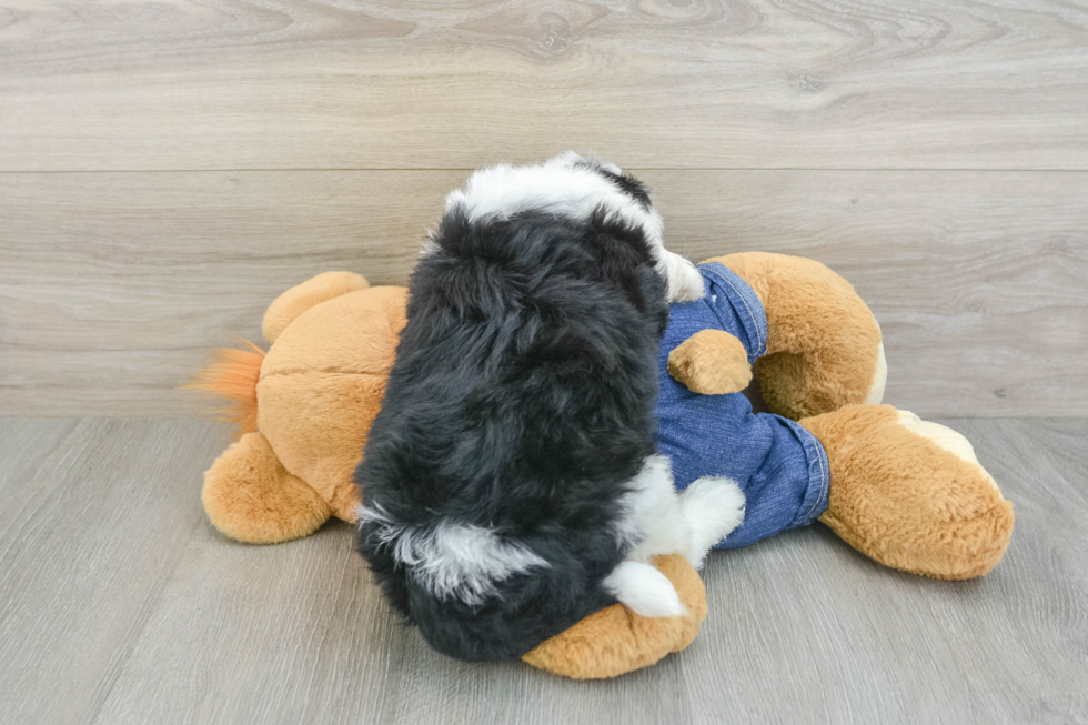 Mini Sheepadoodle Puppy for Adoption