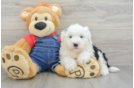 Mini Sheepadoodle Puppy for Adoption