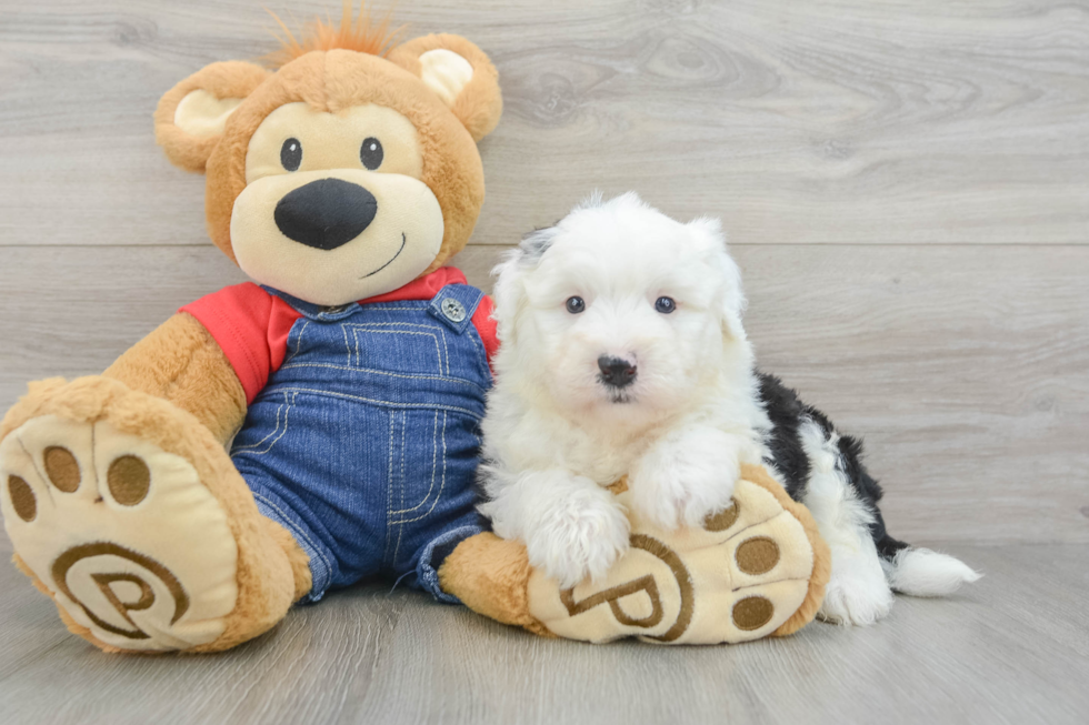 Mini Sheepadoodle Puppy for Adoption