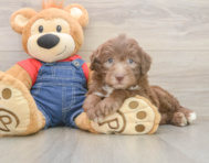 5 week old Mini Sheepadoodle Puppy For Sale - Premier Pups