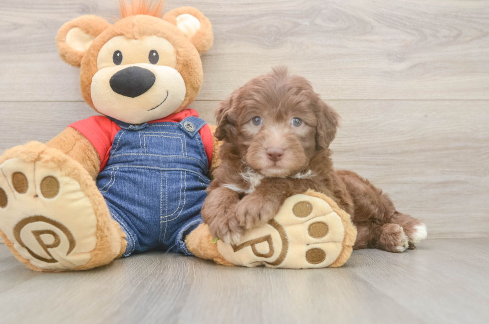5 week old Mini Sheepadoodle Puppy For Sale - Premier Pups