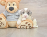 5 week old Mini Sheepadoodle Puppy For Sale - Premier Pups