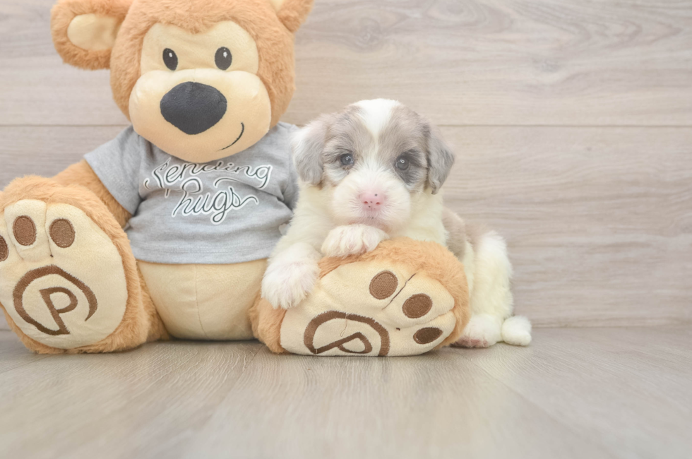 5 week old Mini Sheepadoodle Puppy For Sale - Premier Pups