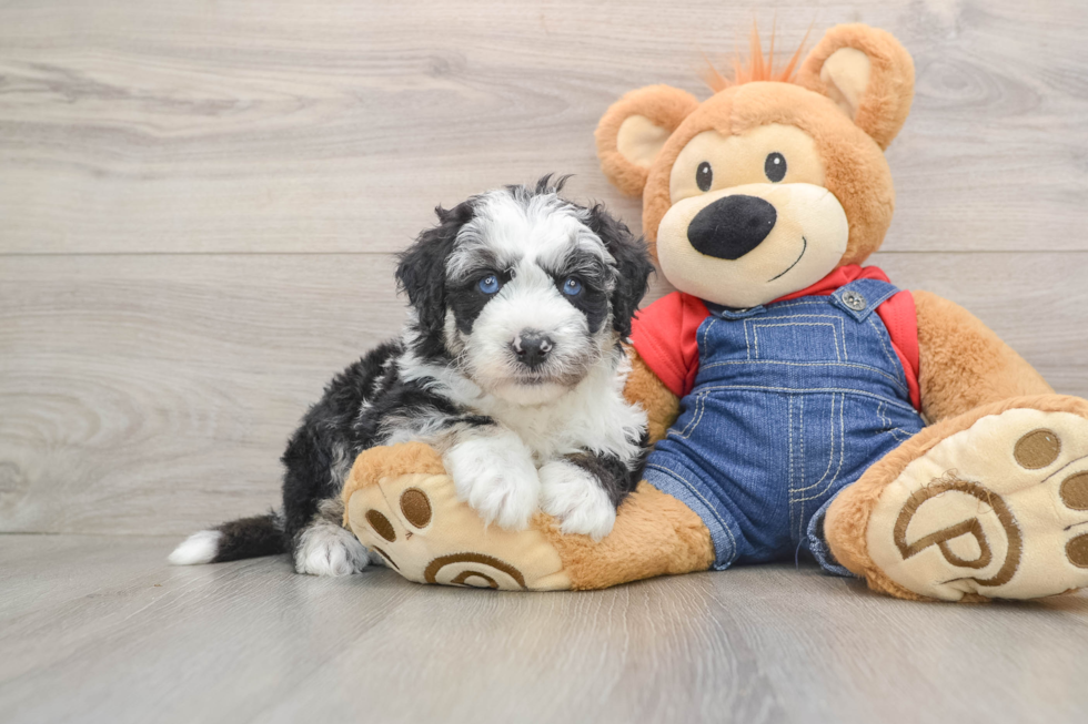 Mini Sheepadoodle Puppy for Adoption