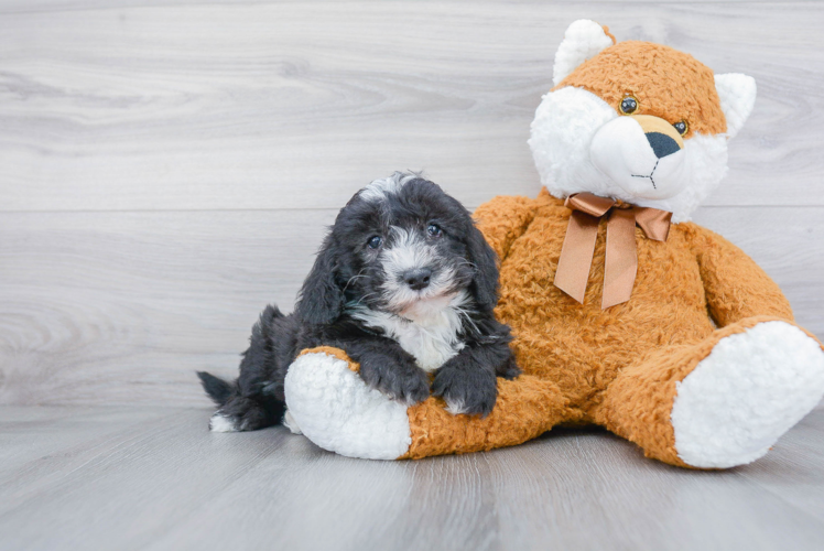 Best Mini Sheepadoodle Baby