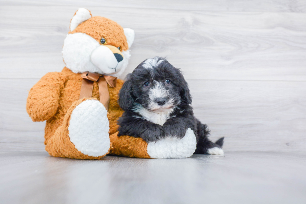 Best Mini Sheepadoodle Baby