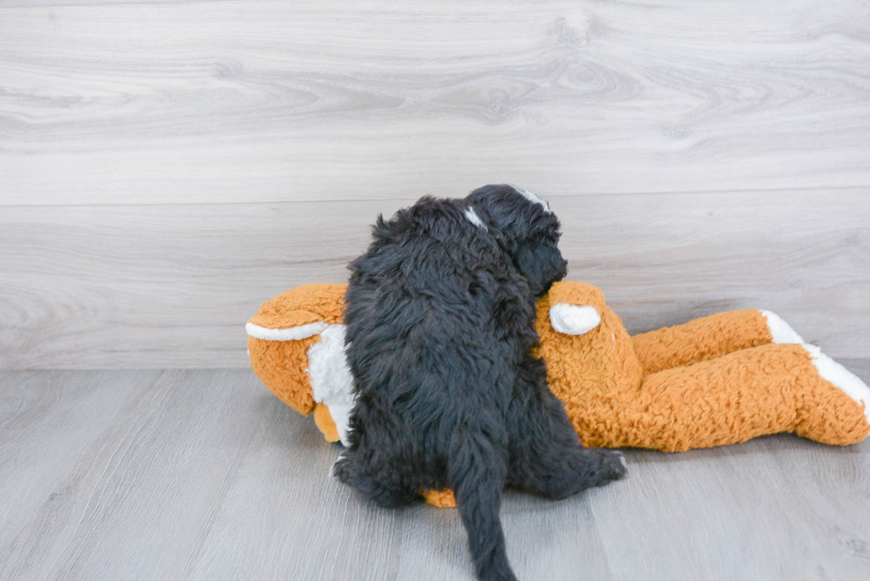 Smart Mini Sheepadoodle Poodle Mix Pup