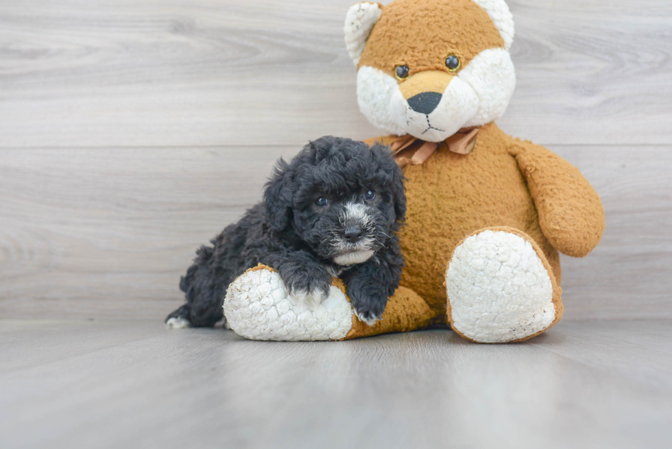 Mini Sheepadoodle Pup Being Cute