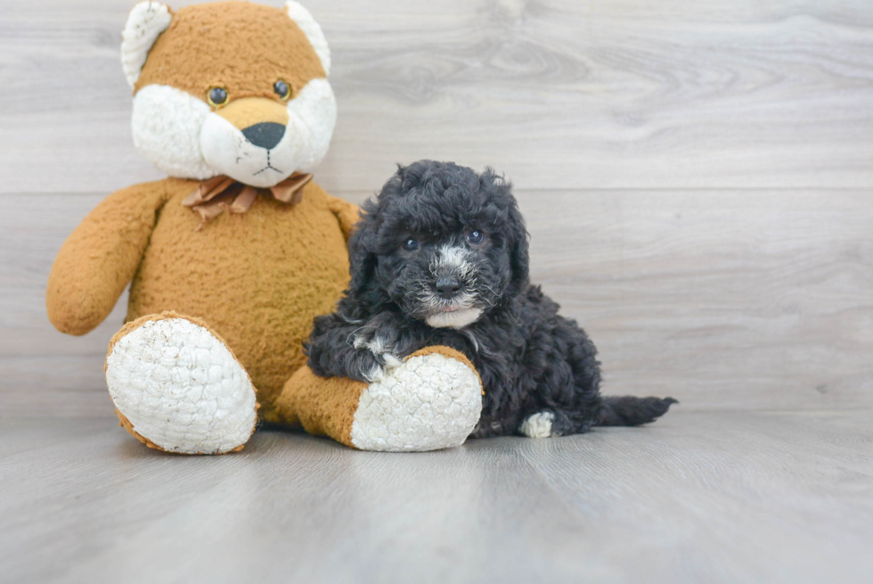 Sweet Mini Sheepadoodle Baby