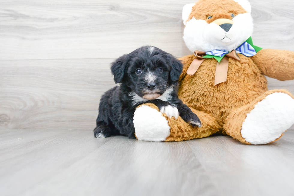 Smart Mini Sheepadoodle Poodle Mix Pup