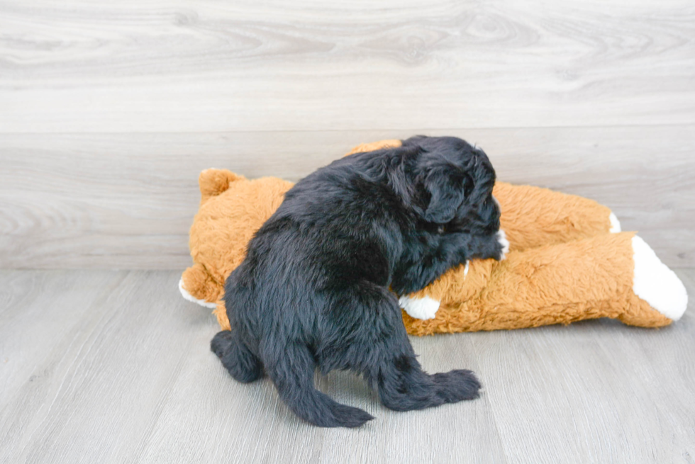 Mini Sheepadoodle Pup Being Cute