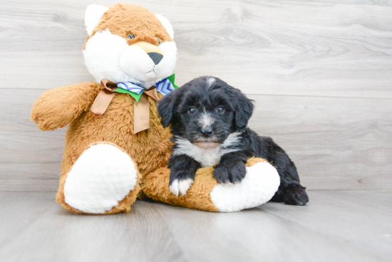 Mini Sheepadoodle Pup Being Cute