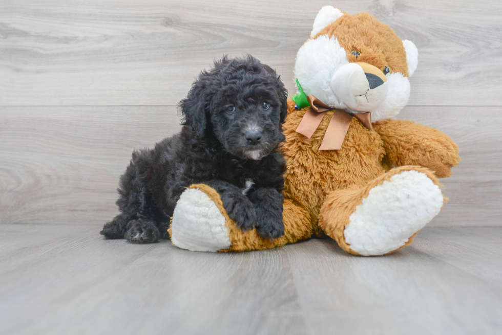 Petite Mini Sheepadoodle Poodle Mix Pup